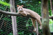 Zoo Duisburg  Fossa