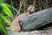 Zoo Duisburg  Fossa