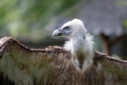 Zoo Duisburg Gänsegeier