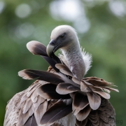 Zoo Duisburg Gänsegeier