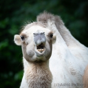 Zoo Duisburg Trampeltier