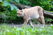 Zoo Duisburg Luchs