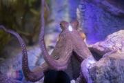 Zoo Duisburg Oktopus