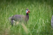 Zoo Duisburg Helmperlhuhn