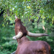 Zoo Duisburg Watussirind