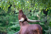 Zoo Duisburg Watussirind