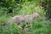 Zoo Duisburg Wildkatze