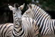 Zoo Duisburg Damarazebra