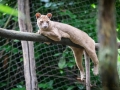 Zoo Duisburg  Fossa