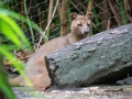 Zoo Duisburg  Fossa