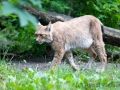 Zoo Duisburg Luchs