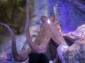 Zoo Duisburg Oktopus