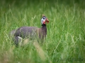 Zoo Duisburg Helmperlhuhn