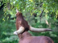 Zoo Duisburg Watussirind