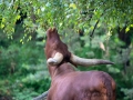 Zoo Duisburg Watussirind