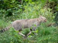 Zoo Duisburg Wildkatze