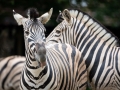 Zoo Duisburg Damarazebra