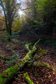 Weg zum Peterskopf, Edersee