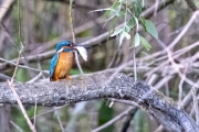 Eisvogel (Alcedo atthis)