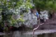 Eisvogel (Alcedo atthis)