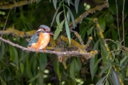 Eisvogel (Alcedo atthis)