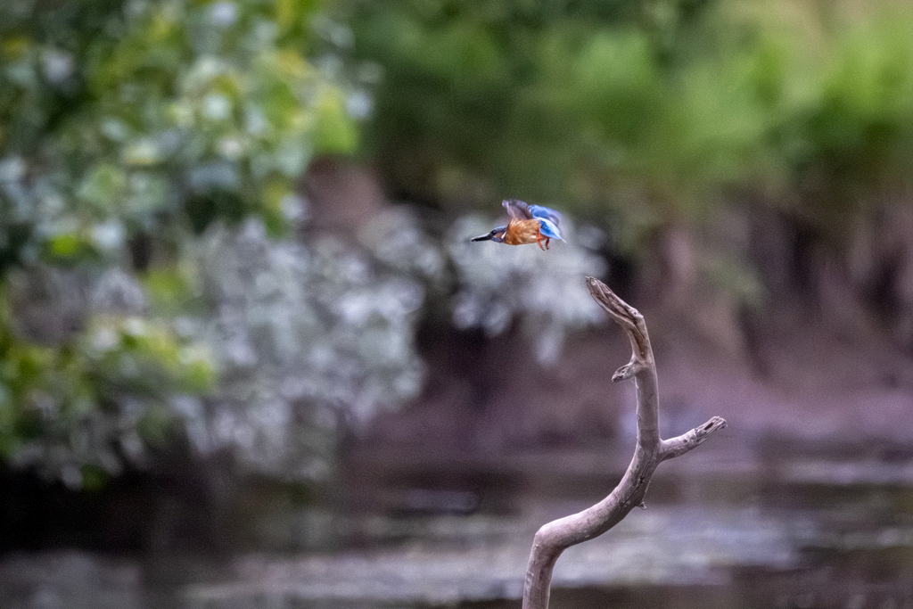 Eisvogel (Alcedo atthis)