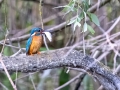 Eisvogel (Alcedo atthis)