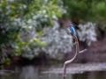 Eisvogel (Alcedo atthis)