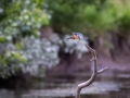 Eisvogel (Alcedo atthis)