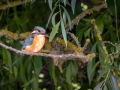 Eisvogel (Alcedo atthis)