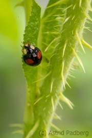 Insektenvielfalt an der Emscher