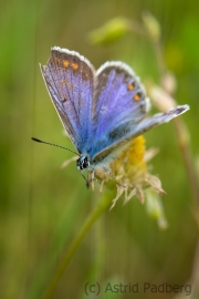 Insektenvielfalt an der Emscher