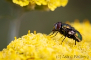 Insektenvielfalt an der Emscher