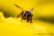 Insektenvielfalt an der Emscher