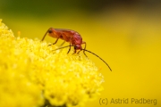 Insektenvielfalt an der Emscher