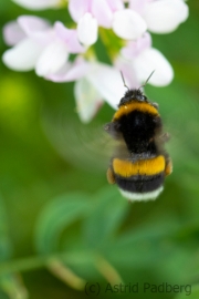 Insektenvielfalt an der Emscher