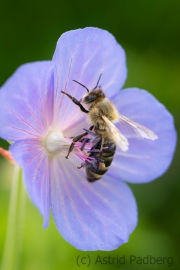 Insektenvielfalt an der Emscher