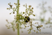 Insektenvielfalt an der Emscher