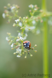 Insektenvielfalt an der Emscher