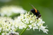 Insektenvielfalt an der Emscher