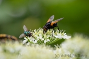 Insektenvielfalt an der Emscher