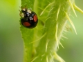 Insektenvielfalt an der Emscher