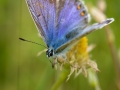 Insektenvielfalt an der Emscher