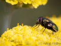 Insektenvielfalt an der Emscher