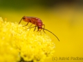 Insektenvielfalt an der Emscher