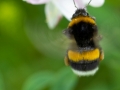 Insektenvielfalt an der Emscher