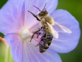 Insektenvielfalt an der Emscher