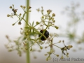 Insektenvielfalt an der Emscher