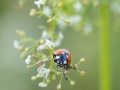 Insektenvielfalt an der Emscher