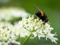 Insektenvielfalt an der Emscher